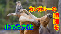 カンガルーの喧嘩を止める方法